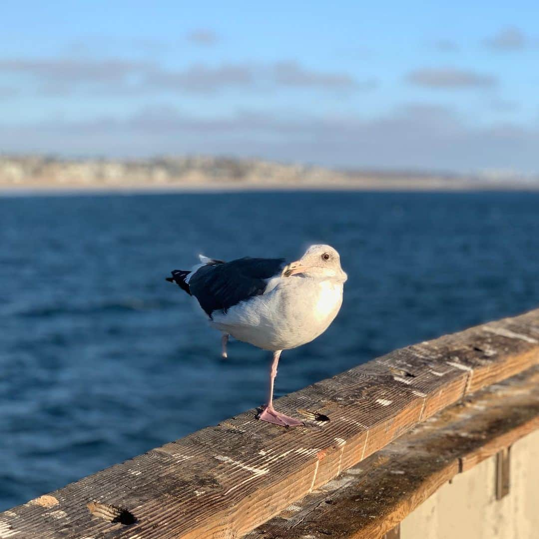 大石 征裕さんのインスタグラム写真 - (大石 征裕Instagram)「Santa Monica, California. #losangeles」9月19日 1時03分 - oishi_masahiro