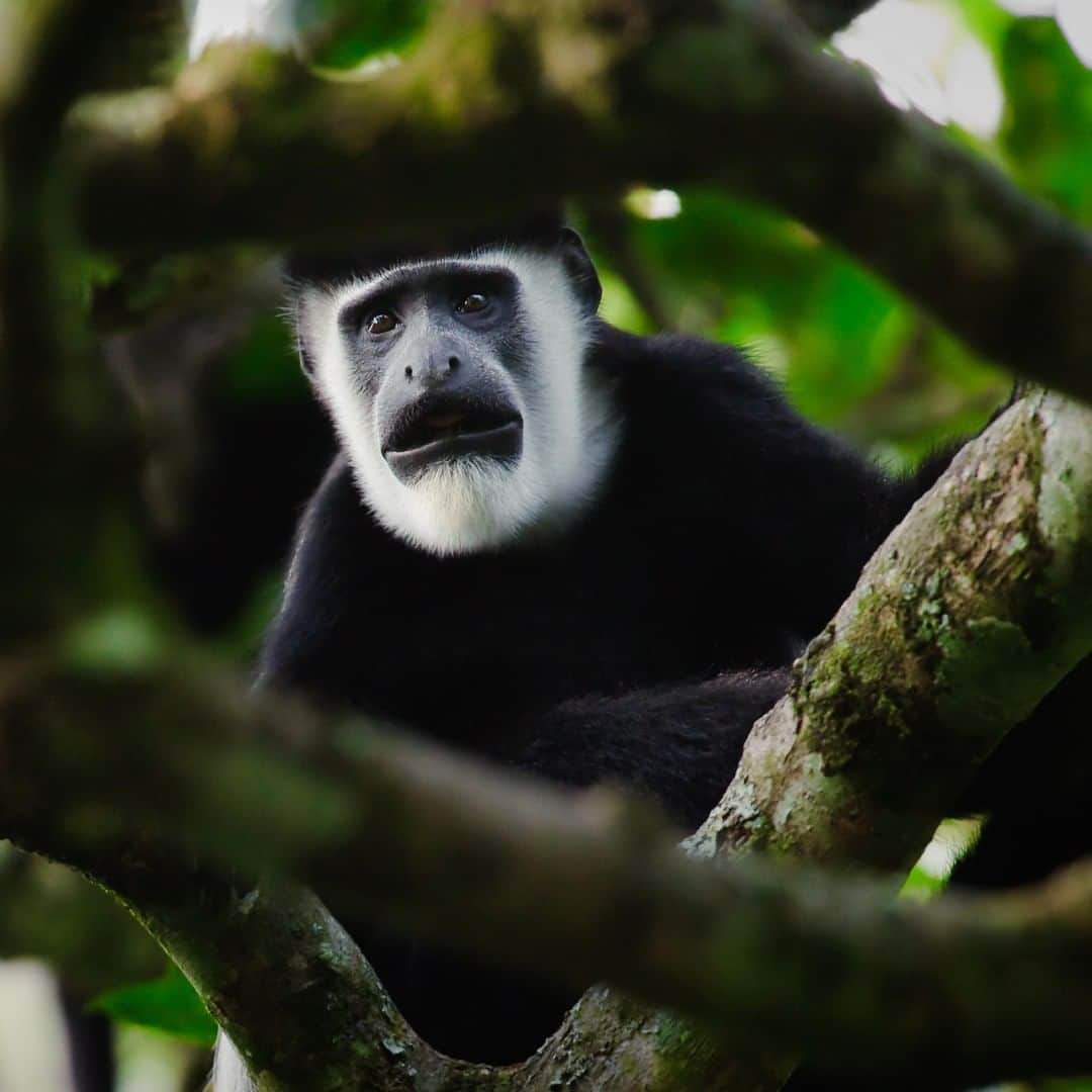 アニマルプラネットさんのインスタグラム写真 - (アニマルプラネットInstagram)「This colobus monkey looks like it tasted something that it did NOT like. These monkeys are unique from others because they have stronger and longer hind legs! . . . . . . . #animalplanetupclose #animalsofinstagram #animalplanet #animaloftheday #wild #wildlife #outdoors #animals #wildanimals #conservation #nature #animallovers #instanature #wildgeography #monkey #colobusmonkey」9月19日 1時00分 - animalplanet