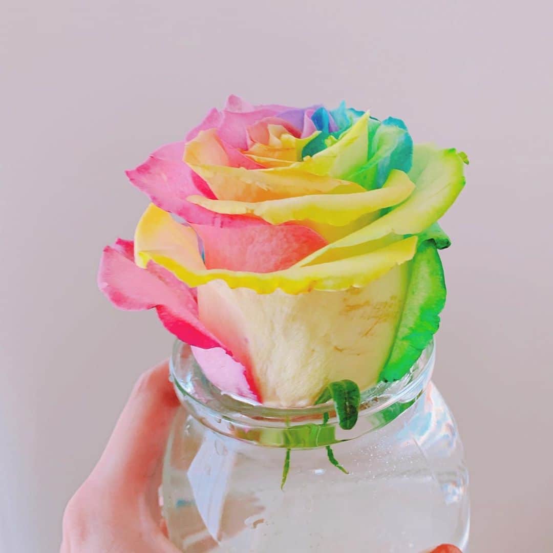 須田亜香里さんのインスタグラム写真 - (須田亜香里Instagram)「先日お仕事でいただいた花を花瓶にいけてあげようとしたら、レインボーの薔薇がコロっと取れてしまって大ショックだったのだけど、 元々ヨーグルトが入ってた小さな瓶に水を溜めてジャボンって入れてみたら、むちゃくちゃ長持ちしててもう3週間くらい経つんだけど😂💐 すごくシュールだけど、この子が長持ちすればするほど幸せな気持ちになってます。」9月19日 12時31分 - akarisuda