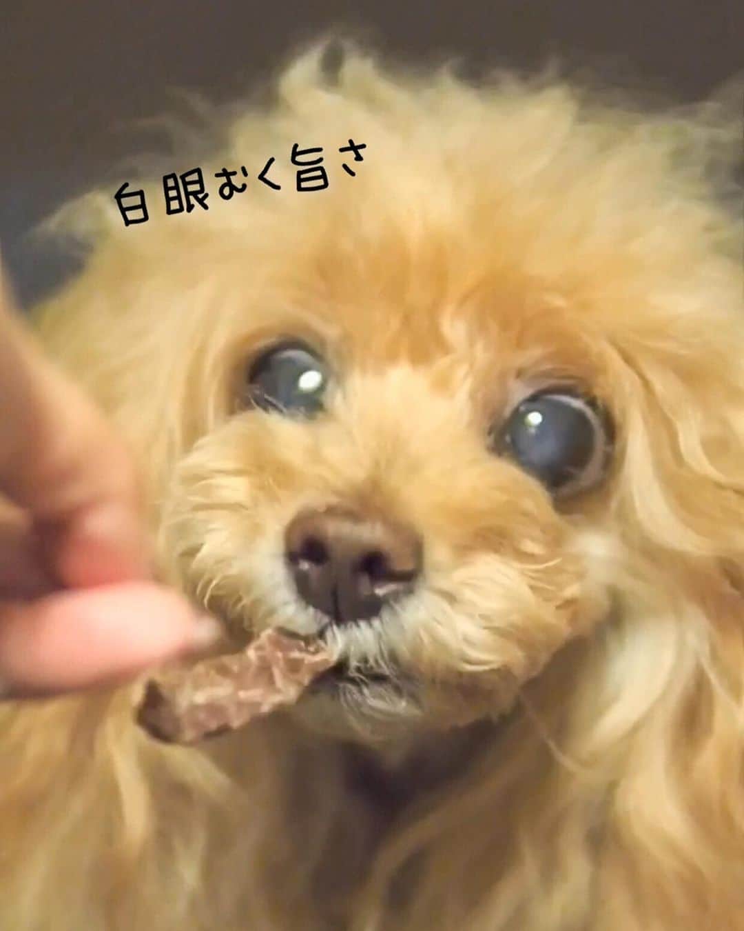 Toypoodle Mikuru?Asakusa Tokyoさんのインスタグラム写真 - (Toypoodle Mikuru?Asakusa TokyoInstagram)「Doggy Box @doggybox_jp 届きましたよ🎁 Themaはmarching band🥁 なりきりみくるん😄 marching帽似合ってるかな？ . オヤツは大好きな みちのくファーム @michinokufarm のピギーガレット。 美味しすぎて白眼むいて食べる みきゅるんでした🤣 ササミも美味しそう🤤 オニクガールのみきゅるんには、たまらない箱なのでした🎁 . #doggybox  #ドギボ #オニクガール . おひさしぶりのお昼休み更新でした💖」9月19日 12時32分 - purapura299
