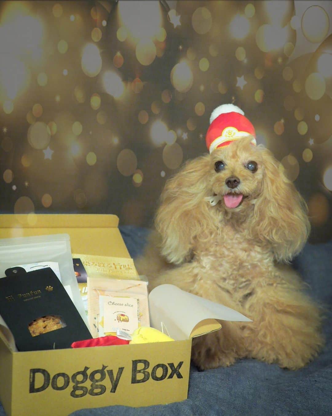 Toypoodle Mikuru?Asakusa Tokyoのインスタグラム：「Doggy Box @doggybox_jp 届きましたよ🎁 Themaはmarching band🥁 なりきりみくるん😄 marching帽似合ってるかな？ . オヤツは大好きな みちのくファーム @michinokufarm のピギーガレット。 美味しすぎて白眼むいて食べる みきゅるんでした🤣 ササミも美味しそう🤤 オニクガールのみきゅるんには、たまらない箱なのでした🎁 . #doggybox  #ドギボ #オニクガール . おひさしぶりのお昼休み更新でした💖」