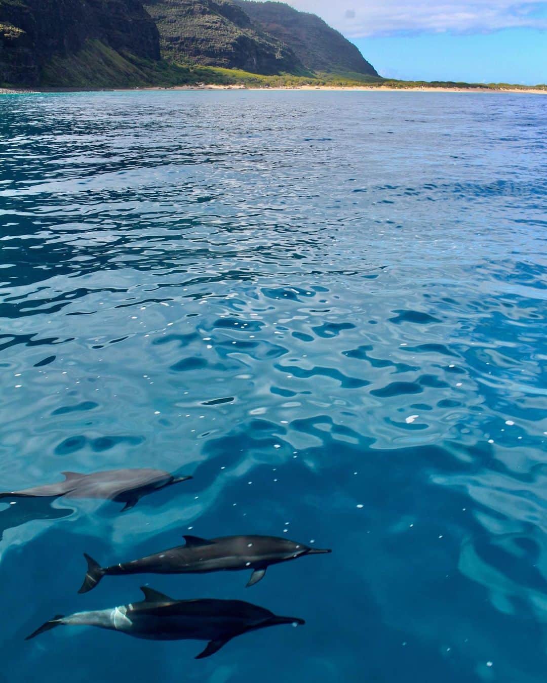 ハワイアン航空さんのインスタグラム写真 - (ハワイアン航空Instagram)「Two's a crowd, but three's a party! 🐬 Kauai's Nā Pali coastline is home to many of these majestic sea creatures. Protected under state law, it's better to admire them from afar than disturb them in their natural habitat. . . . . #ExploreHawaii #GlimpseofHawaii #NakedHawaii #HawaiiUnchained #AlohaOutdoors #AdventureAwaits #VisitKauai #HawaiiNei」9月19日 3時57分 - hawaiianairlines