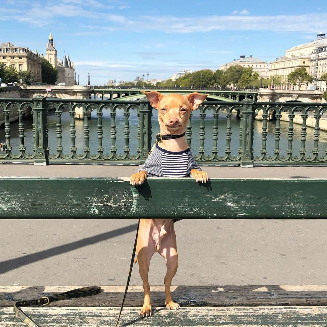 Tuna {breed:chiweenie} さんのインスタグラム写真 - (Tuna {breed:chiweenie} Instagram)「I mean, how cute does my tiny friend look perched up on a bench in front la Seine?! Pretty cute, right?! @thetravelingtuna」9月19日 5時50分 - tunameltsmyheart