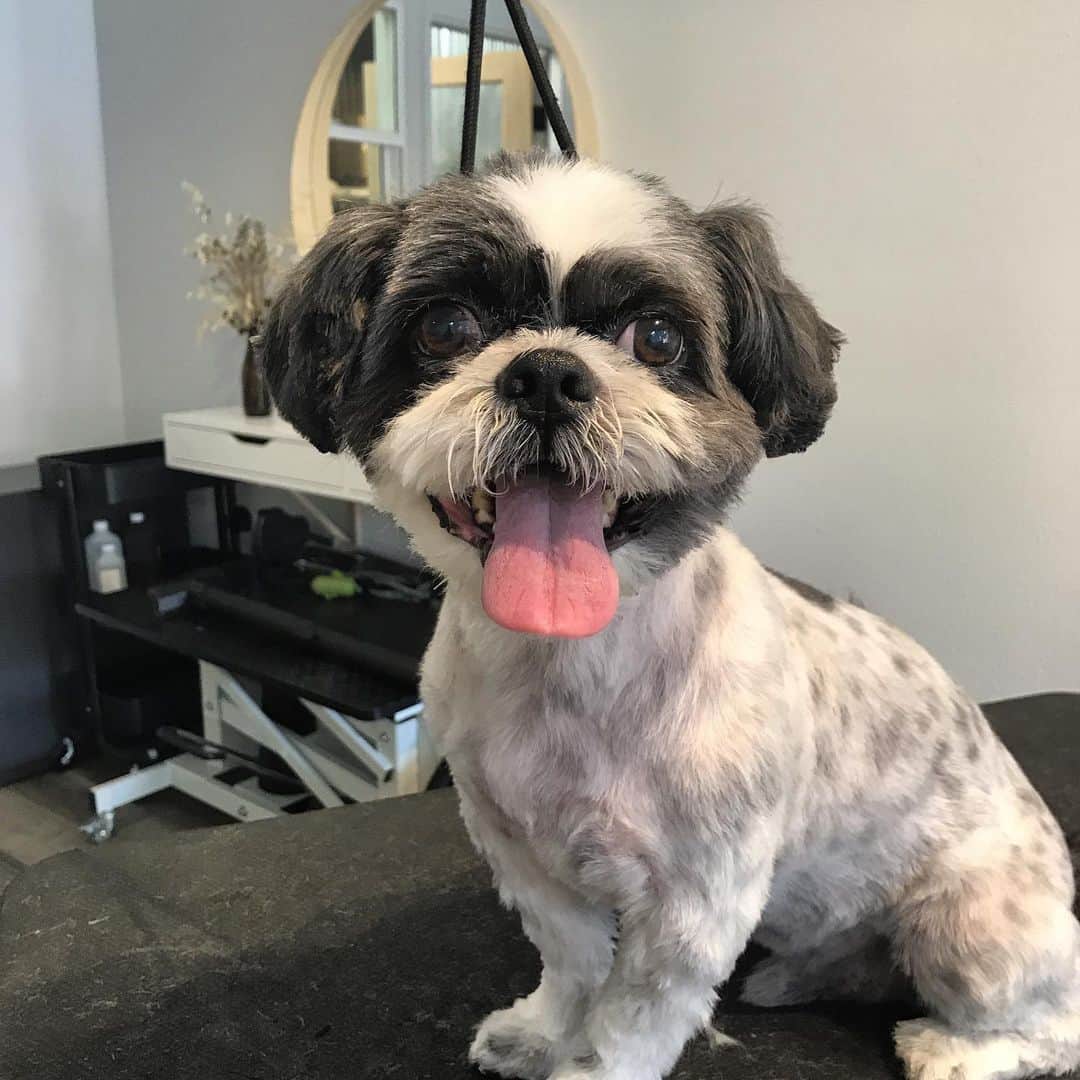 Dogs by Ginaさんのインスタグラム写真 - (Dogs by GinaInstagram)「Milo came in for a quick cut before he leaves to Alaska! Have fun on your new adventure Milo! 🖤 @shihtzumilo」9月19日 6時14分 - napanatural.dogco