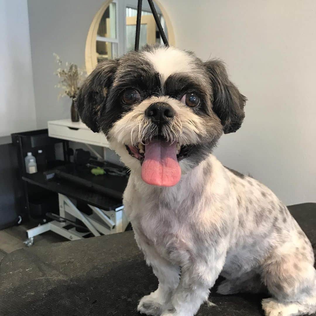 Dogs by Ginaのインスタグラム：「Milo came in for a quick cut before he leaves to Alaska! Have fun on your new adventure Milo! 🖤 @shihtzumilo」