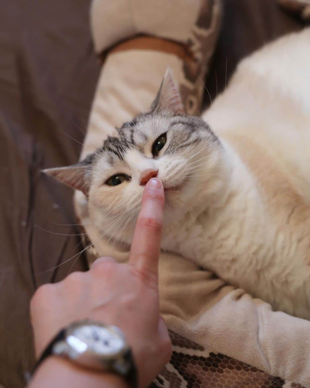Natsukiのインスタグラム：「猫に指を出したらみんな嗅ぐ？ うちの子全員やるんだよねぇ(笑)  #cat  #scottishfold  #猫のいる暮らし  ここからはPR  @loborjapan より素敵な時計を頂きました(^^) 青い針が素敵なんです！ 写真ではボケてますけどねwww  興味ある方は、ぜひ覗いてみて下さいね(^^) #lobor  #ロバー  #腕時計  #時計  #手元倶楽部  クーポンコード【mil0904】で、10%オフになります。」