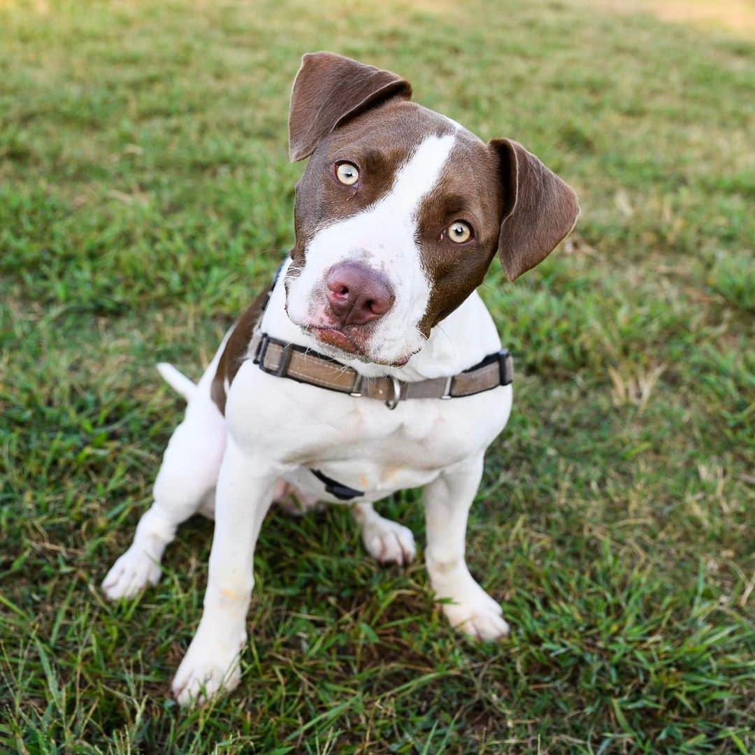 The Dogistさんのインスタグラム写真 - (The DogistInstagram)「Sophie, Pit Bull mix (7 m/o), Wiggly Field, Athens, GA • “She’ll cry until you cover her up with a blanket to go to sleep.”」9月19日 6時44分 - thedogist