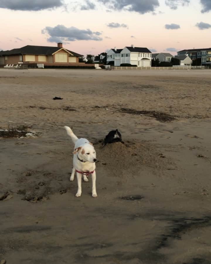 Grace Bonneyのインスタグラム：「Our last morning at the beach was windy and cold— summarized best by Hope’s face here. This week was such a reminder to slow down and keep things simple. We started every day by watching the sunrise at the beach and then we took a bike ride down to the jetty after every breakfast. Lots of naps, time together and plenty of dog walks. I could not have asked for more. ♥️」