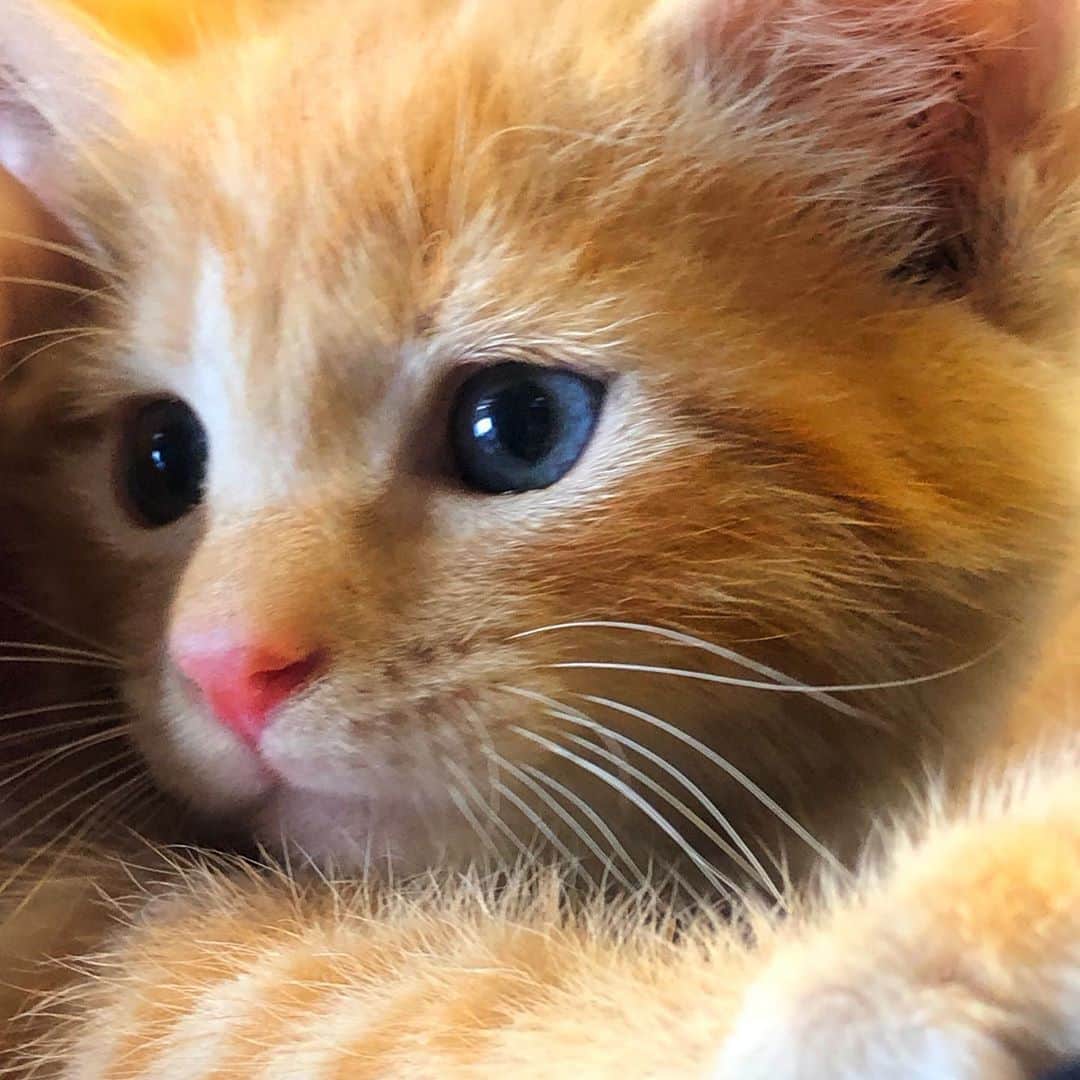 ティファニー・トランプのインスタグラム：「I’m so excited to introduce my newest rescue kitty, Simba! 🦁This kitten was found abandoned under a house and would surely have died if not for the great rescuers at the Humane Rescue Alliance. I’m so grateful to them for rescuing him! I can’t wait to spoil this little guy, and give him the love, like he (& all animals) deserve! #adoptdontshop #Simba🦁」