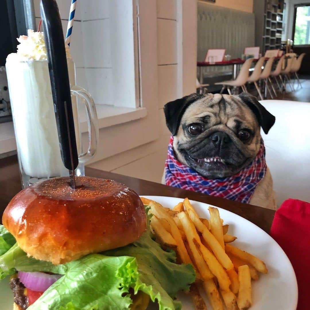 itsdougthepugさんのインスタグラム写真 - (itsdougthepugInstagram)「“In a bad mood? Let’s get food” -Doug」9月19日 7時39分 - itsdougthepug