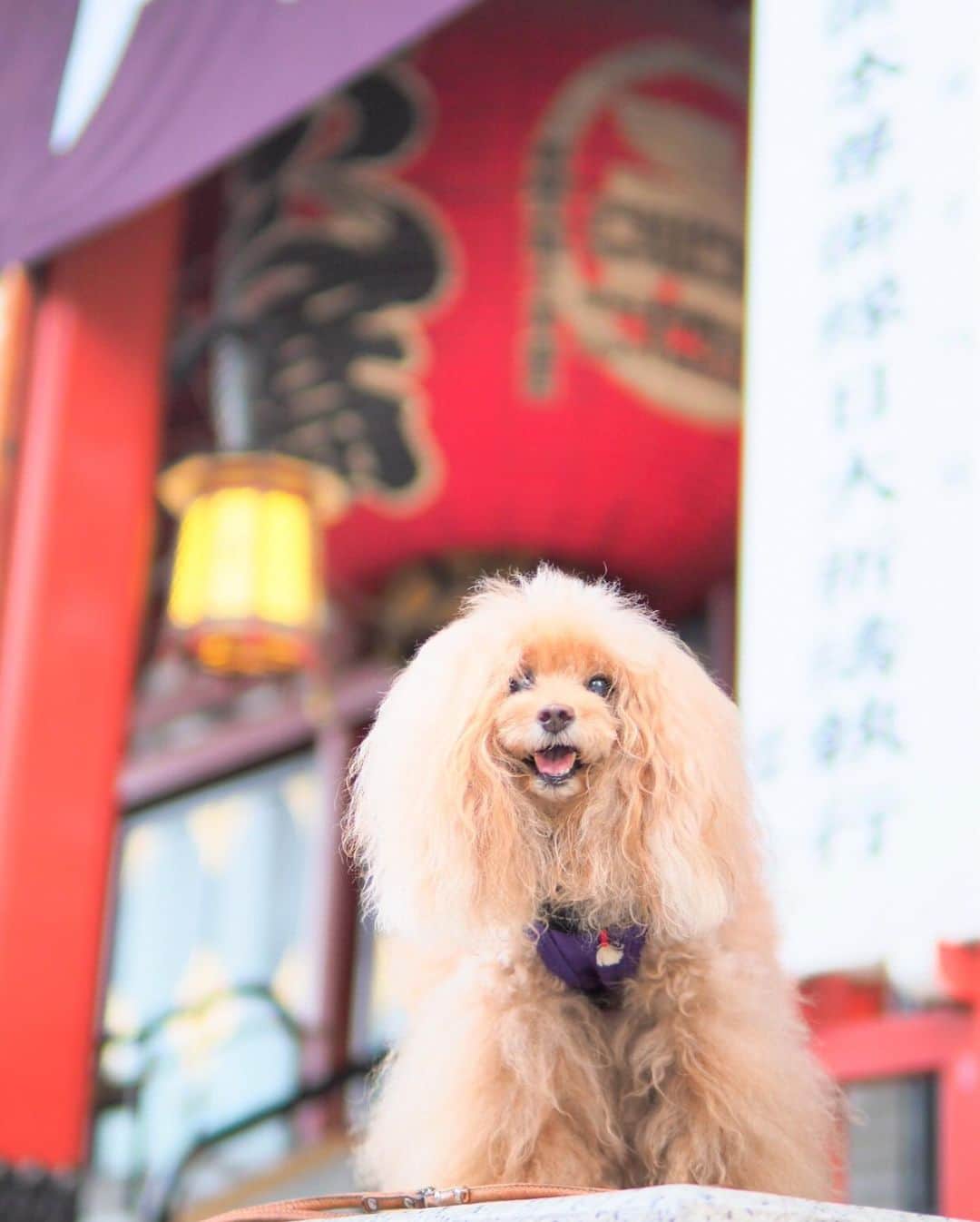 Toypoodle Mikuru?Asakusa Tokyoのインスタグラム：「20190918 Thursday. Good morning! Friends 💕 . ❶ オニクのヨカン ❷ オニク探知機作動瞬間 ❸-➓ 肉活 . オニク狂いのみくるちゃん。 ちゃんとした写真撮るなのが困難になってきました😅 . #肉活 で今日も元気 #食前肉 #肉狂の詩」