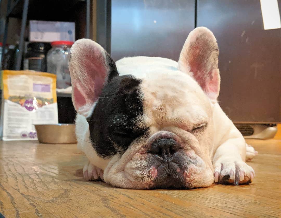 Manny The Frenchieのインスタグラム：「Had a huge dinner cuz I felt like treating myself...so stuffed I couldn't even make it to the couch! 🤤」
