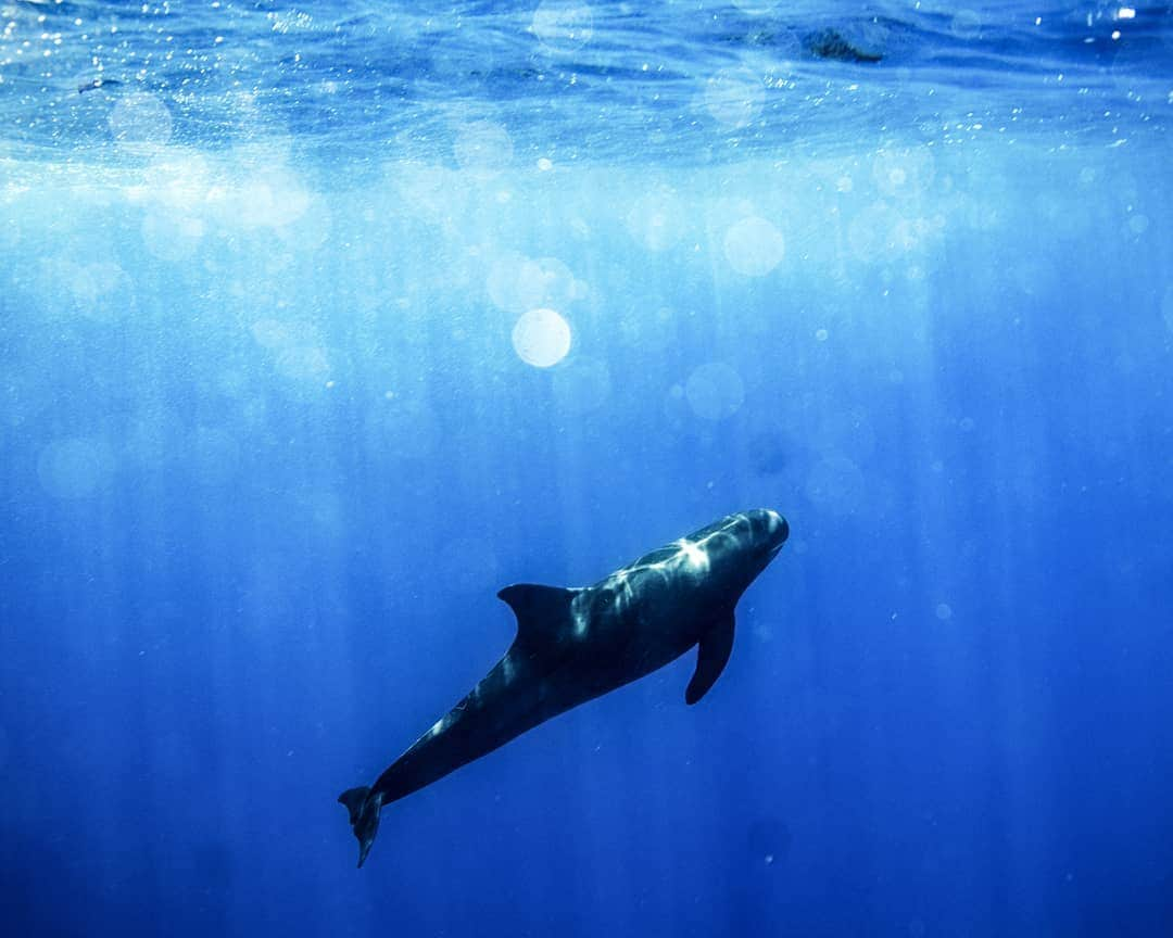 And Youさんのインスタグラム写真 - (And YouInstagram)「Pygmy killer whale!  These are some of the most interesting water mammals to see swim. They are an average of 15ft but still move gracefully through the water. ​. ​. ​. ​. ​. ​. ​. ​. ​. ​. ​. ​. ​. ​. ​. ​. ​. ​. ​. ​. ​. ​#sealife #oceanlife #hawaiiocean #oahutours #dolphintour #hawaiitour #dolphintour #paditv #ocean #ikelite #canon」9月19日 8時19分 - dolphinsandyou