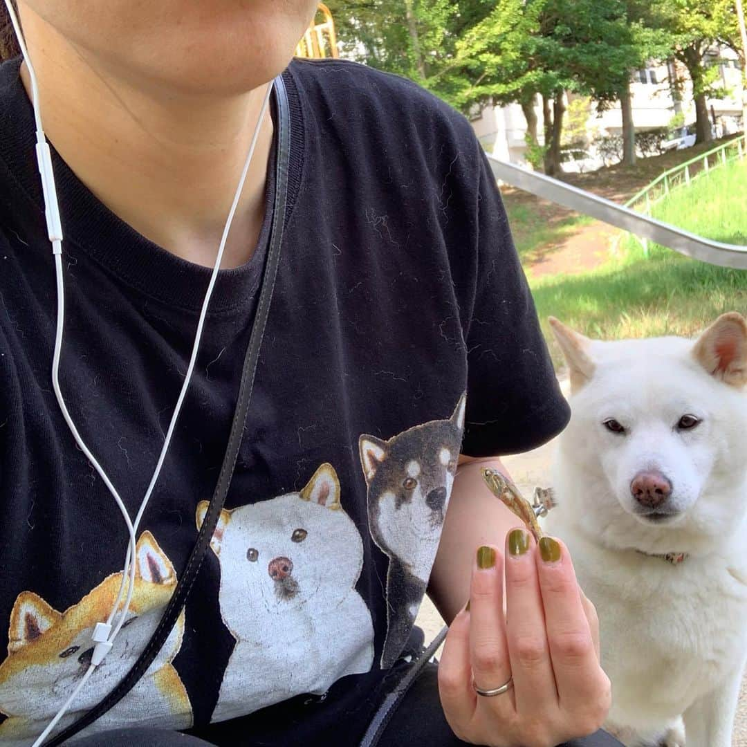 さなさんのインスタグラム写真 - (さなInstagram)「近所の小3に「柴犬好きなんだねー」とゆわれ尊い。  #くれよ #いーからくれよ #さっさと煮干しくれよ #熱視線 #真剣と書いてマヂと読む  #三色柴 #さな毛祭り #モフ散らかし  #黒い服はいつも大惨事」9月19日 8時28分 - uminoriharu