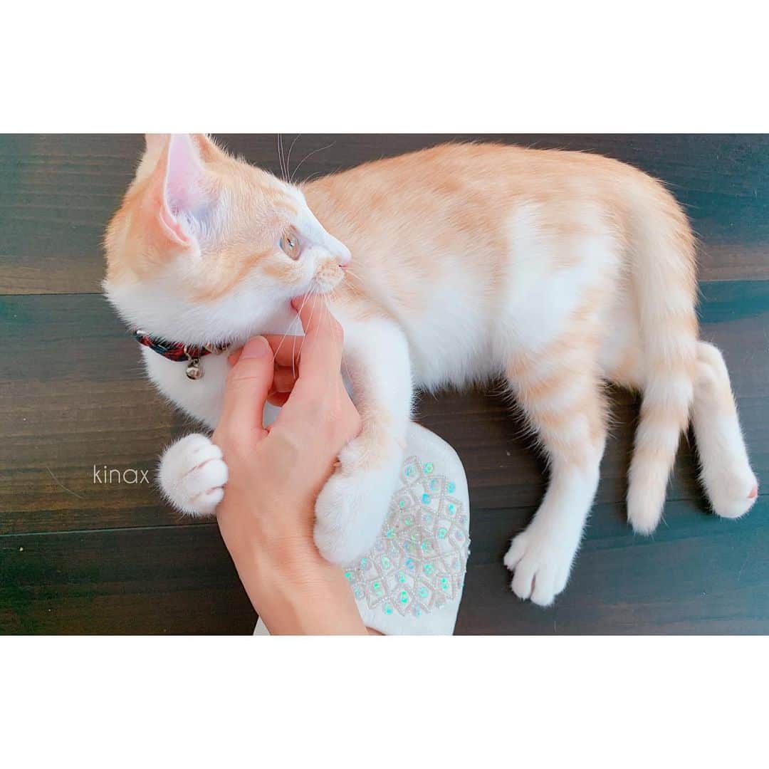 のインスタグラム：「. good morning(๑′ᴗ‵๑)☀in Japan, and good afternoon, good evening, good night for world friends! . 今日はいいお天気☀️ 暑くなるのかな？ 気温の変化がすごいからお洋服が悩ましいね👚 . . お尻をポフポフしてって寄ってくるけど ついでにお腹をモフモフしようとすると 噛み付いてくるソル🐈 . お腹はダメなのねʕ •́؈•̀ ₎笑 モフモフの持ち腐れだわ！ . . さてさて、話はちょっと変わってキッチンのお話。 . 三角コーナーは必要だけど、毎日の掃除が嫌で ついでに吸盤タイプもちょっと嫌で マグネットでネットを浮かせるように くっつけていたんだけど イマイチ使い勝手が悪く… . 希望としては ☞シンク内で浮かせたい ☞掃除が楽で清潔 ☞ローコスト . というわけで 100均をぐるぐるぐるぐる回って見つけたこちら。 . サークルハンガー◎ . . ストッキングタイプのネットをかけて 蛇口にひっかけることに◎ . 大量のゴミを入れたらネットが外れそうだけど そんな容量も多くないネットだから 外れることもなく快適！ . ひゃほー！ . . ちなみに前にもポストしたけど シンク内のお掃除用スポンジは 切り込みを入れてマグネットを仕込んだスポンジを シンク内に貼り付けてあるので そのままゴシゴシっと洗って絞って ぺたりで完了◎ . 安いやつを買いだめているので 気になったらすぐ交換してます🧽 . . ちなみに排水溝にもともとついていたガードは すぐぬめるのが嫌なのと掃除しやすいように 外しているので ちょっと見た目が悪くてすみませんʕ •́؈•̀ ₎ . . やっぱり掃除しやすいのって、やる気の面でも 大事だねぇ… . という、キッチン快適コバナシでした。 . . みんなも楽しい1日を♡ . #ねこすたぐらむ  #保護猫 #モフモフ #100均だいすき #ジョージゼンセンダマスク #suuu #小掃除 2019/09/19」