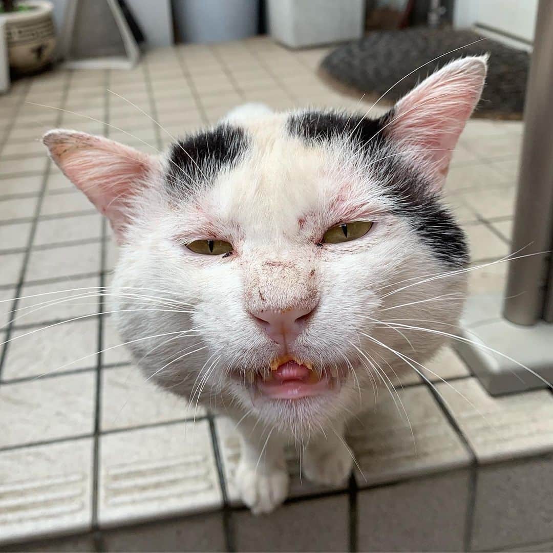 Kachimo Yoshimatsuさんのインスタグラム写真 - (Kachimo YoshimatsuInstagram)「おはようナナクロ！ GoodMorning Nanakuro! また顔に傷作ってる。 #uchinonekora #nanakuro #sotononekora  #neko #cat #catstagram #kachimo #猫 #ねこ #うちの猫ら http://kachimo.exblog.jp」9月19日 9時30分 - kachimo