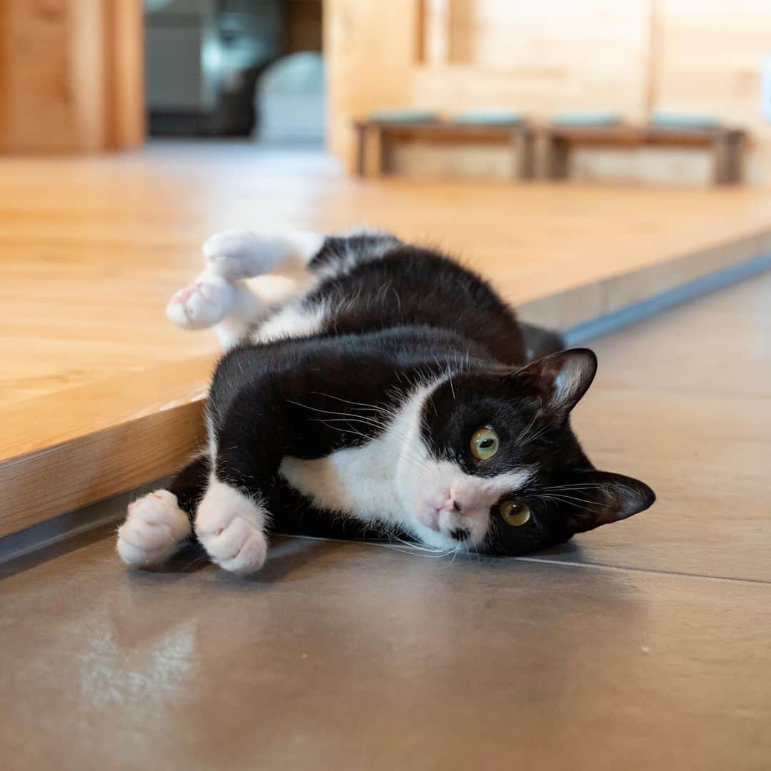 マアルさんのインスタグラム写真 - (マアルInstagram)「福丸さん #🐈 #猫好きさんと繋がりたい #北海道 #旭川市 #ペットシッター」9月19日 9時22分 - psmaaru