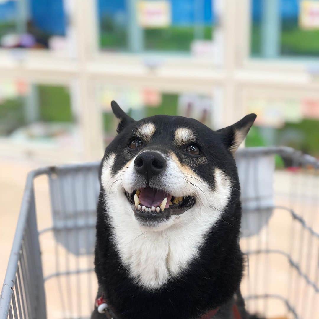 vo_coのインスタグラム：「🐾 昨日は前に住んでたところで公園散歩してきたよ たまに行くことはあっても中々誰にも会わないのに、昨日はたくさんお友達に会えた！ こたつが大大大好きなレオ先輩にも2年以上振りに会えて、こたつも大興奮 連れて行った甲斐があった… レオ先輩、10→12歳になっていぶし銀柴の渋みが出てた✨ その後はころはる出身のホームセンターで買い物して、こたつのプチお出かけ終了 10月になったらちゃんと連れてくから…！ * #レオとこたつ  #shibastagram #instashiba #shiba #shibainu #黒柴 #柴犬」