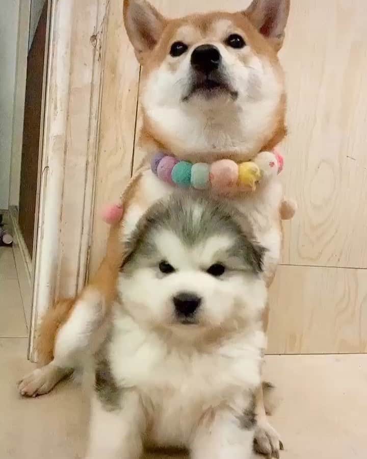 husky and malamuteのインスタグラム：「In the past, you sheltered me from the wind and rain, now I am your strong backing.🥳🥳 follow @alaskandaily （Twitter：alaskandaily）for more cute pic and video.😜 ……………………………………………………………… Each video was approved by the original author. But  don't have a Instagram account. We are first one post those video. So watermark credit @alaskandaily ……………………………………………………………… #alaskan#malamute#alaskanmalamute#alaskanhusky#malamutesofinstagram#puppylife#puppylove#puppydog#puppylover#dogdays#malamutepuppy#huskies#huskeypuppy#huskeiesreq#siberian#huskeiesofig#dogslife#dogsofnyc#cutedog#cutedogs#huskeypics#huskeylovers#huskygram#huskeylove#huskiesofinstagram#dogsofnyc#husky#狗」