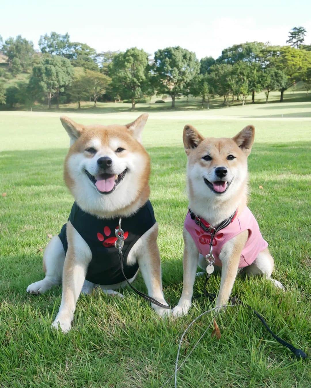 shibainu berryさんのインスタグラム写真 - (shibainu berryInstagram)「Berry & Muku in uniform🐻🦊❤️ Their mom is a staff member of this biggest bulletin board organization for the lost&found dogs in Japan😊☺️ おかんもスタッフをしてる迷子犬の掲示板 @maigo_dog ユニフォーム着てみたよ🐻🦊❤️ 写真では見えにくいけど肉球のマーク🐾のところに名前入りだよ😆 これで掲示板の周知度アップ⤴︎⤴︎誰も居ない貸切の山奥の公園ですが😅 スタッフじゃなくても購入できるよ〜(スタッフの文字無し)週末から広報部 @maigo_dog_info でお知らせします📢売上は掲示板の名刺やポスター作成、郵送代金になります😊 名刺やポスターを置かせてくれるお店や配ってくれる個人の方も募集してます〜✨ご協力くださる方は @maigo_dog_info までDMお願いします✨ ・ 徳島県の愛護センターの殺処分のうち半数以上が首輪が付いた子だそうです😢 迷子犬の掲示板スタッフをしてるとたくさんの迷子犬を目にします。 散歩中に首輪が外れた、玄関を開けた一瞬の隙に逃げた、など、ほんの一瞬の隙に逃走してしまって迷子になることがほとんどです。 すぐに見つかったり、誰かに保護してもらえた場合は幸いです。事故に遭うことも、放浪が続き亡くなってしまうこともあります。 亡くなって発見されることはもちろん悲しいことです。でも行方不明のまま数ヶ月、数年とたっている子もいます。生きているのか、死んでいるのか、どこでどうしているのか何も分からないままほど怖いことってありますか…。 飼い主さん家族はずっと不安な日が続くと思います。そして迷子にさせてしまったことを悔やむと思います。迷子になった子は飼い主の元を離れどれほど不安な毎日を過ごしているのか… たくさんの方の協力があれば迷子犬は飼い主さんの元へ帰ることができると思います✨愛犬家の皆さんで助け合いませんか☺️ #❤️迷子犬の掲示板スタッフ @maigo_dog  #❤️迷子犬の掲示板四国 @maigo_dog_shikoku #めざせ迷子犬ゼロ👌 #柴犬 #べりやん #べりむく #多頭飼い #berry #shiba #shibainu  #shibainumania #shibastagram #instashiba #ぷにっと部 #口角キュキュッと部  #チーム俺様 →部員絶賛募集中 #shiba_snap #proudshibas #west_dog_japan #サンデイ #instagramjapan #ふわもこ部 #pecoいぬ部 #pecotv #buzzfeedanimals #dogsofinstagram #9gag」9月19日 20時50分 - shibainu.berry