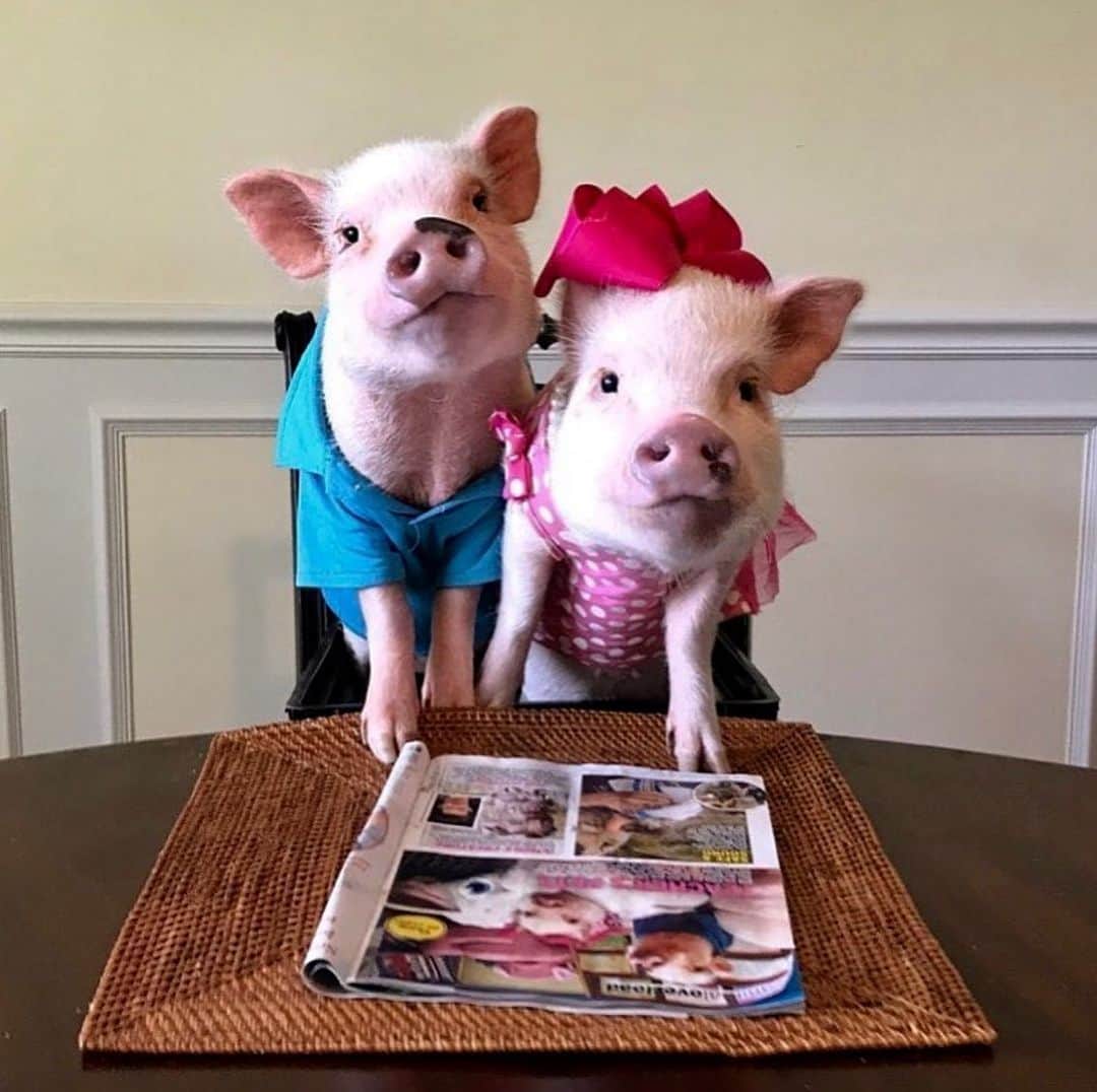 のインスタグラム：「Throwback to Posey and Pink’s first magazine feature. I’m such a proud aunt.🐷📖#tbt #intouchweekly #nieceandnephew #PoseyandPink #PrissyandPop」