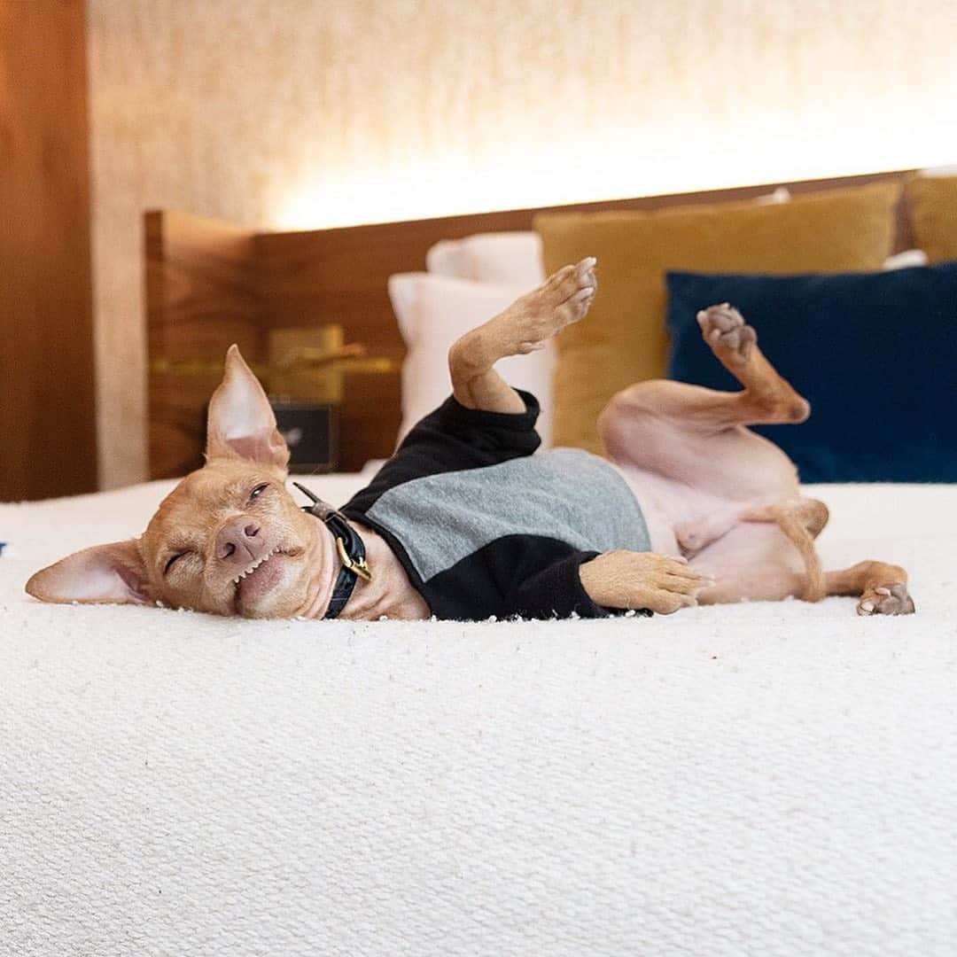 Tuna {breed:chiweenie} さんのインスタグラム写真 - (Tuna {breed:chiweenie} Instagram)「We were exhausted when we arrived back in Paris yesterday, so much so that @thetravelingtuna could barely keep his eyes open (swipe!) We booked last minute at @hotel_parister, and that amazing, #petfriendly hotel was EXACTLY what we needed to relax and catch up on sleep! As you can see, the beds were SUPER comfy, and they even had an indoor pool for us to do some laps with Grace. Tuna preferred to stay in bed though. Something about an aversion to water 🤪. Overall, we had the best time in France and we can’t wait for our next trip! Au Revoir 🇫🇷👋😘」9月19日 20時57分 - tunameltsmyheart