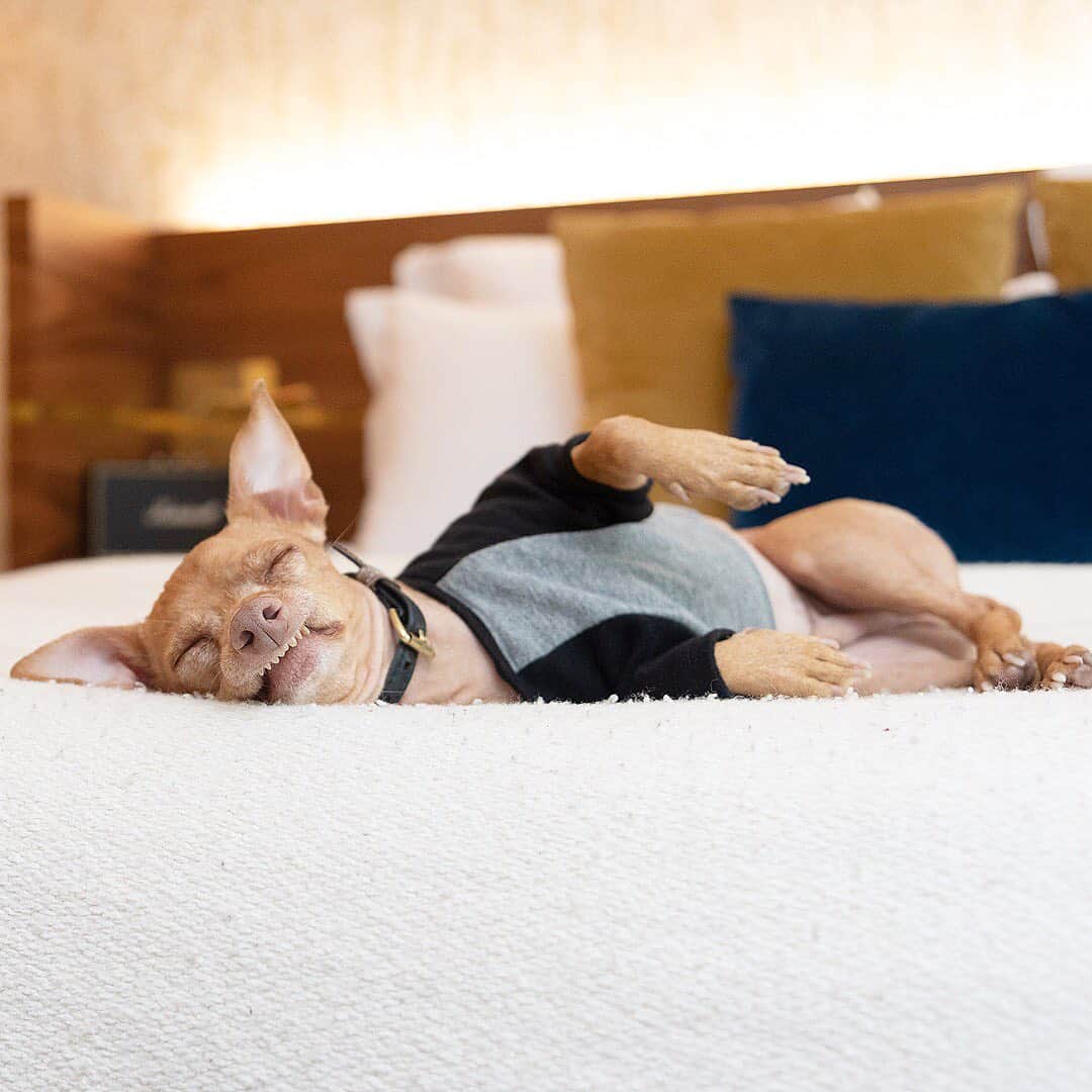 Tuna {breed:chiweenie} さんのインスタグラム写真 - (Tuna {breed:chiweenie} Instagram)「We were exhausted when we arrived back in Paris yesterday, so much so that @thetravelingtuna could barely keep his eyes open (swipe!) We booked last minute at @hotel_parister, and that amazing, #petfriendly hotel was EXACTLY what we needed to relax and catch up on sleep! As you can see, the beds were SUPER comfy, and they even had an indoor pool for us to do some laps with Grace. Tuna preferred to stay in bed though. Something about an aversion to water 🤪. Overall, we had the best time in France and we can’t wait for our next trip! Au Revoir 🇫🇷👋😘」9月19日 20時57分 - tunameltsmyheart
