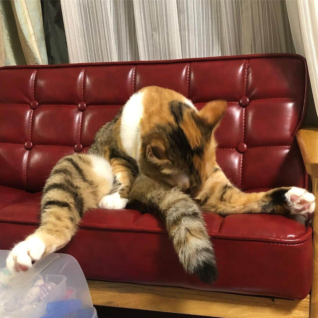 shigureさんのインスタグラム写真 - (shigureInstagram)「. #開脚 母ちゃんにも教えてあげようかにゃ？😹 #みんにゃに元気を届け隊 #IGersjp#ねこ部#関西ねこ部 #ふわもこ部#mofmo #peco#pecon#サンデイ #sippo#朝ワンコ夕ニャンコ #みんねこ#ペコねこ部 #無敵の親バカ同盟 #nyancon01#picneko#ピクネコ #ずっと一緒にいようにゃん #三毛猫ガール#三毛女 #変なポーズのタイピン」9月19日 20時58分 - shigureamanehaha