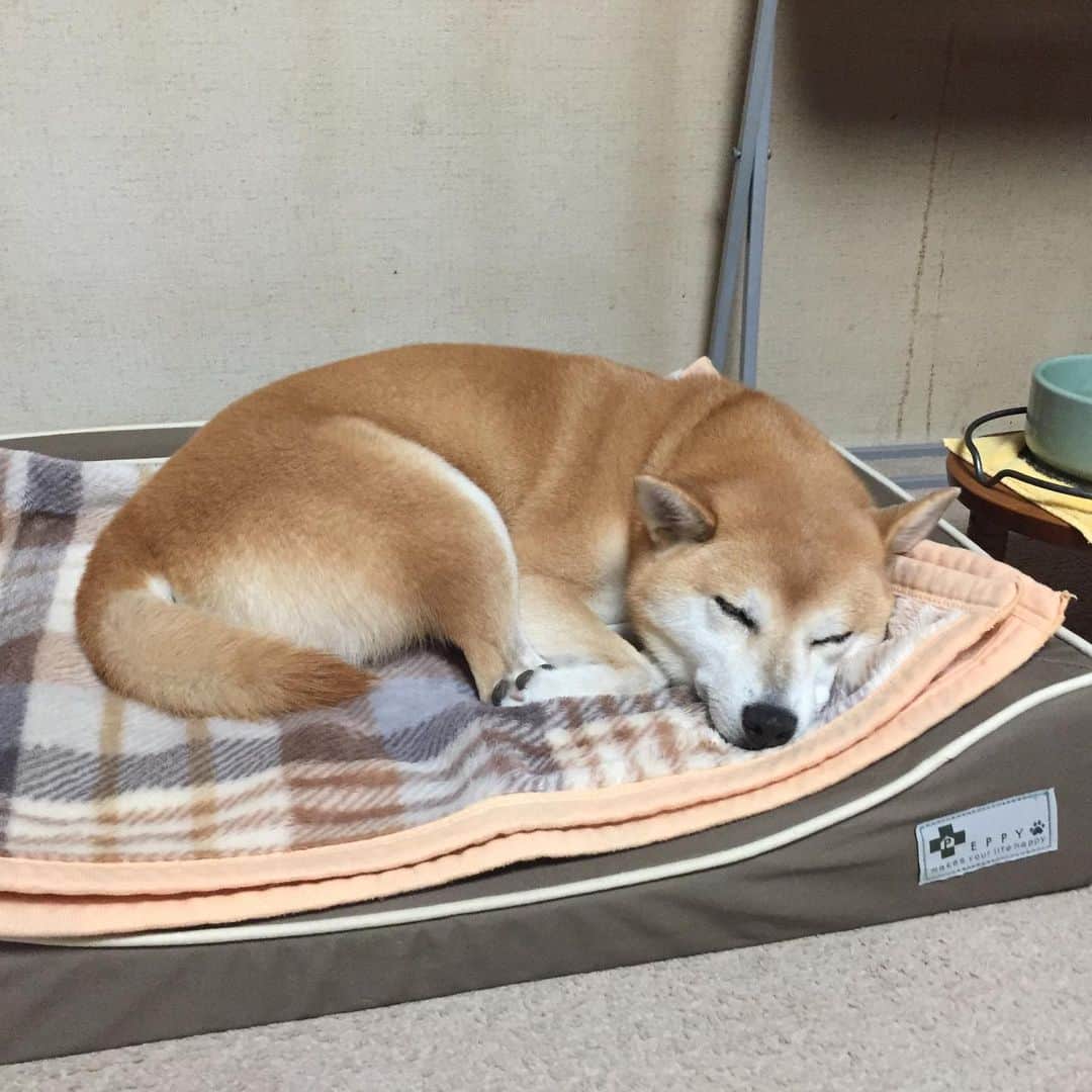 がんちゃんさんのインスタグラム写真 - (がんちゃんInstagram)「肌寒くなった今夜のてんタッキー地方。ベッドに毛布を敷いてみたら犬がホイホイと吸い寄せられてきました😊季節が進んでいます。」9月19日 21時11分 - kota2ann