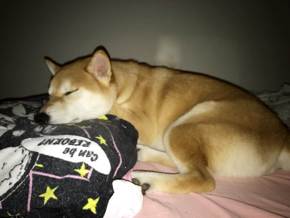 高橋みゆきのインスタグラム：「クラ吉に取られた🛏寝息たてて寝てる🐶💤可愛いなぁ💕 #クラ吉 #気持ちよく寝てるよ」