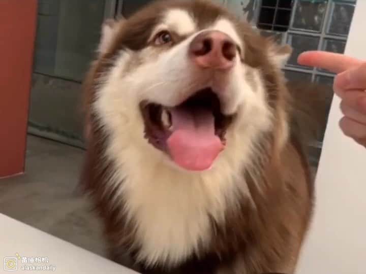 husky and malamuteのインスタグラム：「How happy every day with you.🥳🥳🥳 follow @alaskandaily （Twitter：alaskandaily）for more cute pic and video.😜 ……………………………………………………………… Each video was approved by the original author. But  don't have a Instagram account. We are first one post those video. So watermark credit @alaskandaily ……………………………………………………………… #alaskan#malamute#alaskanmalamute#alaskanhusky#malamutesofinstagram#puppylife#puppylove#puppydog#puppylover#dogdays#malamutepuppy#huskies#huskeypuppy#huskeiesreq#siberian#huskeiesofig#dogslife#dogsofnyc#cutedog#cutedogs#huskeypics#huskeylovers#huskygram#huskeylove#huskiesofinstagram#dogsofnyc#husky#狗」