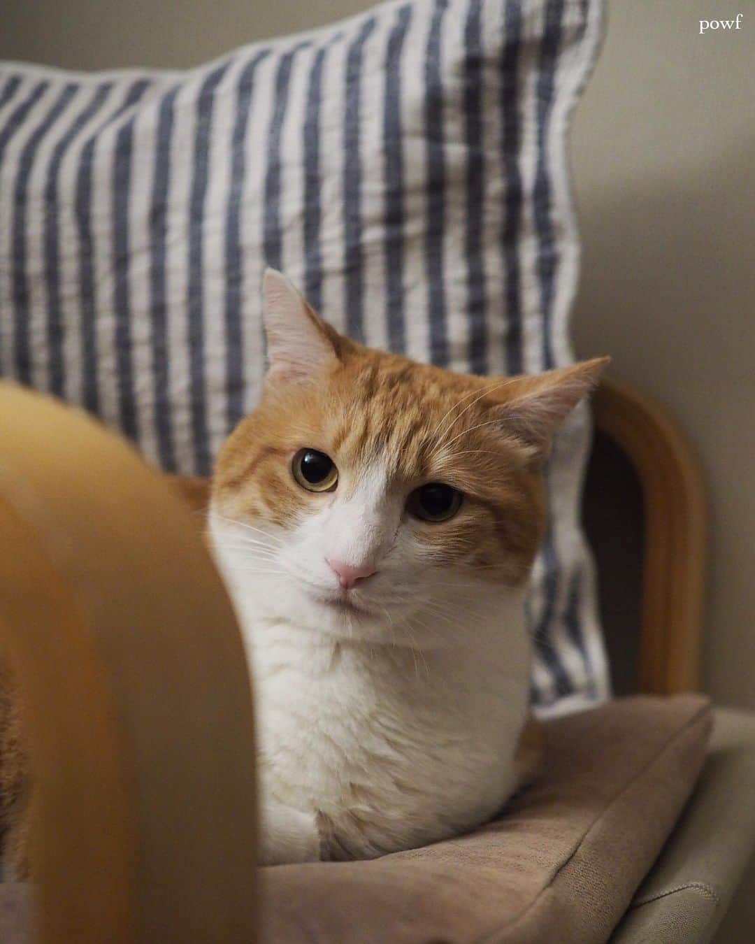 anemone_69のインスタグラム：「. #ハカセとキョウジュ #茶トラ白 #茶白 #cat #猫 #保護猫 . . .」