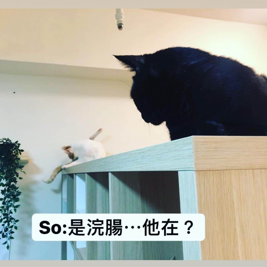 黃阿瑪的後宮生活さんのインスタグラム写真 - (黃阿瑪的後宮生活Instagram)「Socles：「變態。」#浣腸 #Socles #黑貓 #變態 #貓 #fumeancats #黃阿瑪的後宮生活」9月19日 13時01分 - fumeancat