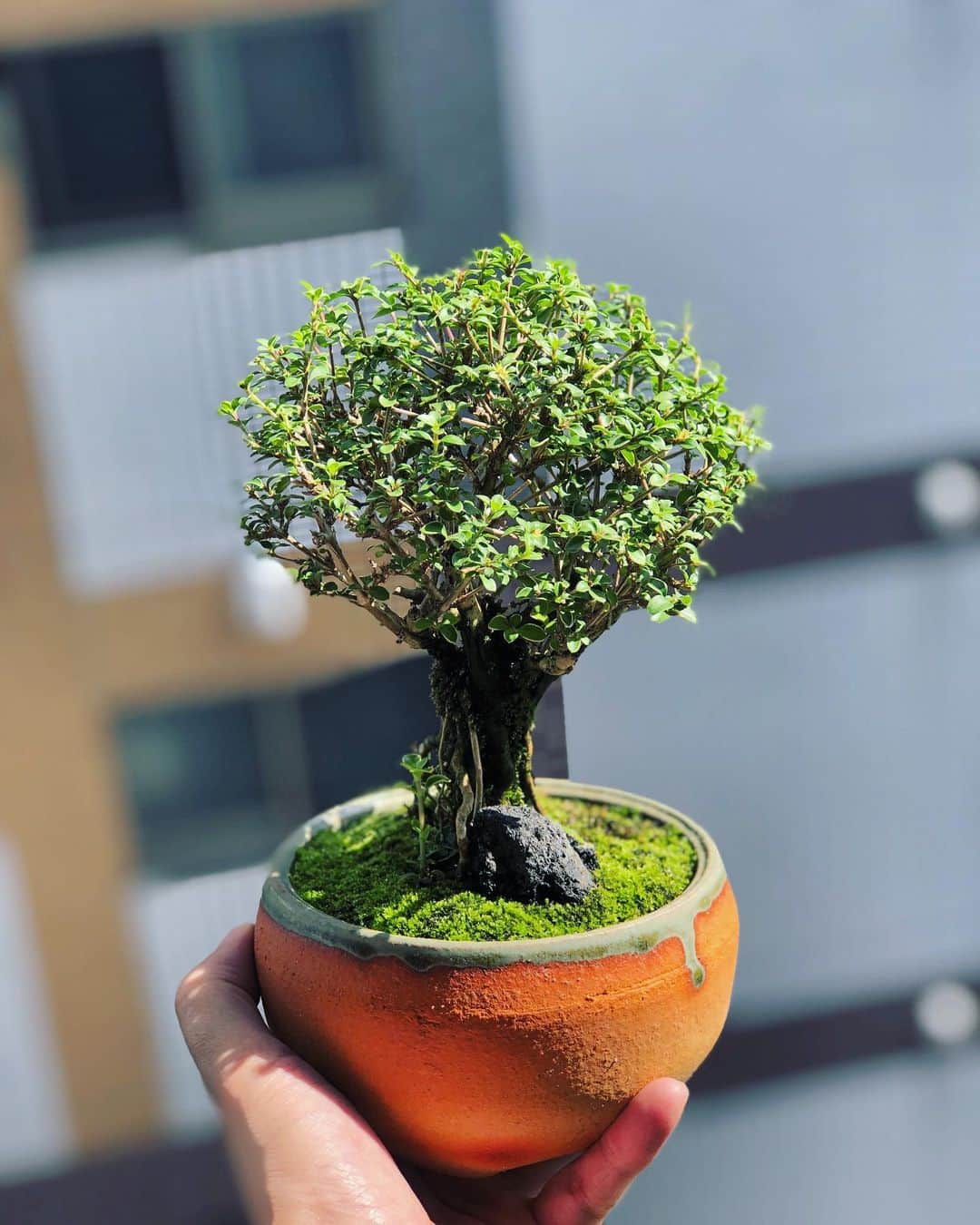 金成公信のインスタグラム：「コウチョウギ2号。晴天。 #盆栽 #bonsai #bonsaijapan #japanesebonsai #wabisabi #bonsailovers #bonsailife #bonsaitree #bonsaiart #bonsaigram #bonsaiworld #plants #tree #greenlife #greenlifestyle」