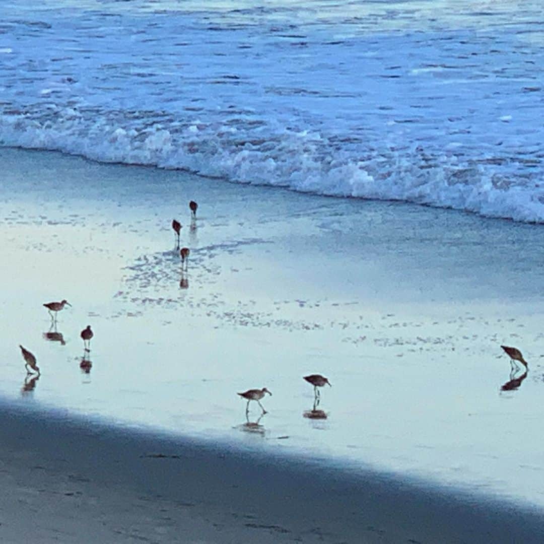 クリスティ・ブリンクリーさんのインスタグラム写真 - (クリスティ・ブリンクリーInstagram)「It was a Beautiful Day for a Drive to visit our friends at the beach! ❤️ #mastang #malibu  #hometown @jackbrinkleycook」9月19日 15時54分 - christiebrinkley