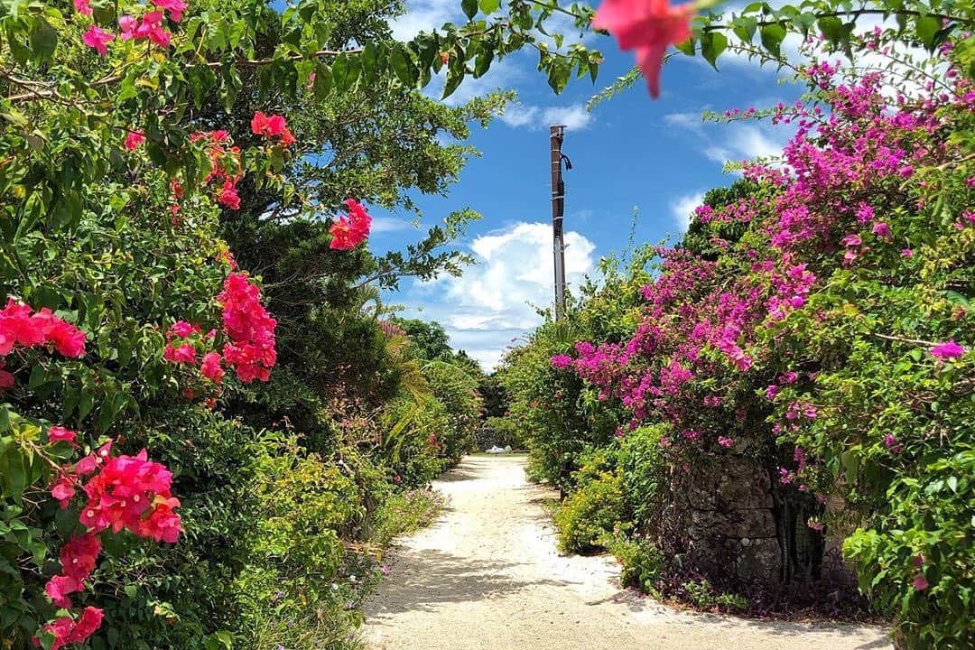 Be.okinawaさんのインスタグラム写真 - (Be.okinawaInstagram)「The picturesque scenery of the Taketomi streets lined with bougainvillea might be what keeps people coming back again and again. 📷:@wataru_kohayakawa  #taketomiisland #yaeyamaislands #竹富島 #八重山群島 #다케토미섬 #야에야마제도 #八重山諸島 #ブーゲンビリア #bougainvillea #flower #beokinawa #visitokinawa」9月19日 16時52分 - visitokinawajapan