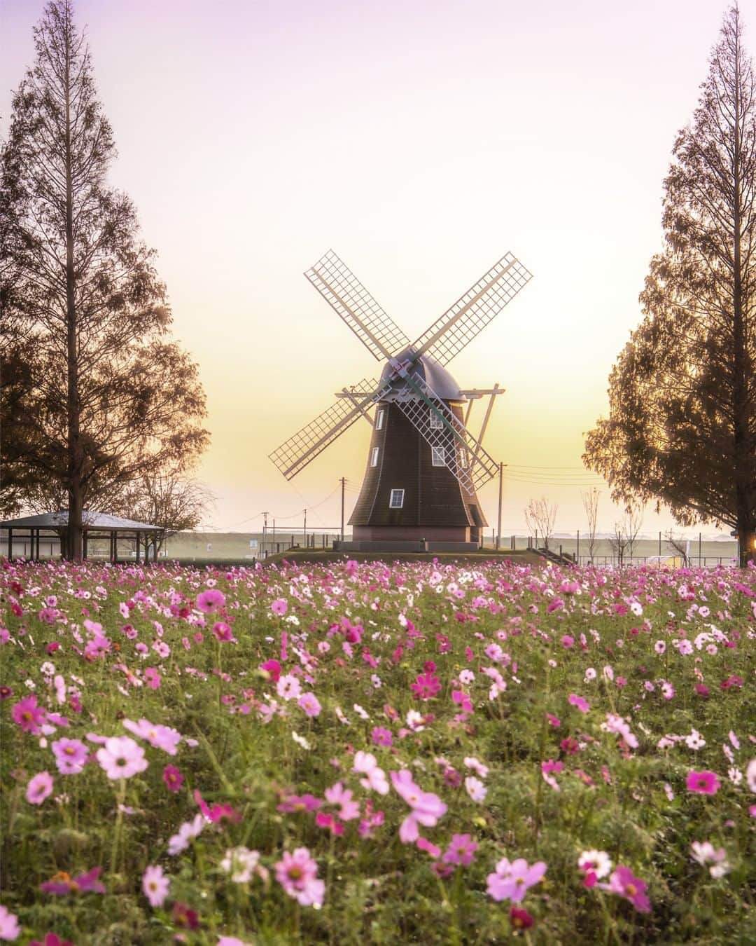 JALさんのインスタグラム写真 - (JALInstagram)「. A lone windmill watches over a field of the aptly-named cosmos flowers. Catch them when they're in season from September to October. #SeptemberMyWay  秋の花コスモス💫 見頃は9月〜10月頃です👀 . . Post your memories with #FlyJAL  #JapanAirlines #japan #prayforchiba #cosmosflower #flowerpower」9月19日 17時30分 - japanairlines_jal