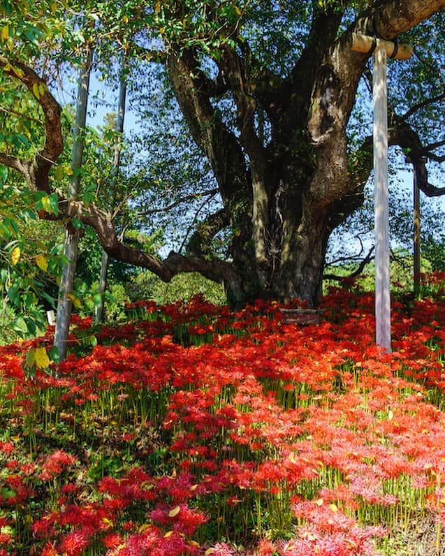 福島県さんのインスタグラム写真 - (福島県Instagram)「来て！　戸津辺の彼岸花 福島県に春を告げる「戸津辺の桜」の根元に真っ赤な彼岸花が群生して秋の訪れを知らせてくれます。高台にあり実りの秋ののどかな風景と一緒に楽しめます。例年の見頃は9月中旬〜下旬です。※画像は以前のものです。 #矢祭町 #彼岸花 #戸津辺 #秋 #福島 #ふくしま #ふくしまからはじめよう #来て  #futurefromfukushima #fukushima #traveljapan #japantrip #explorejapan #japanadventures #japanholiday #beautifuldestinations #instatrip #art_of_japan #instagramjapan #japan_of_insta」9月19日 17時42分 - realize_fukushima