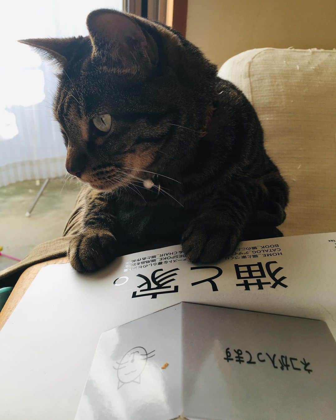 相原コージさんのインスタグラム写真 - (相原コージInstagram)「猫と家と猫。 #ねこ #キジトラ #casabrutus  #cat」9月19日 18時06分 - kojiaihara
