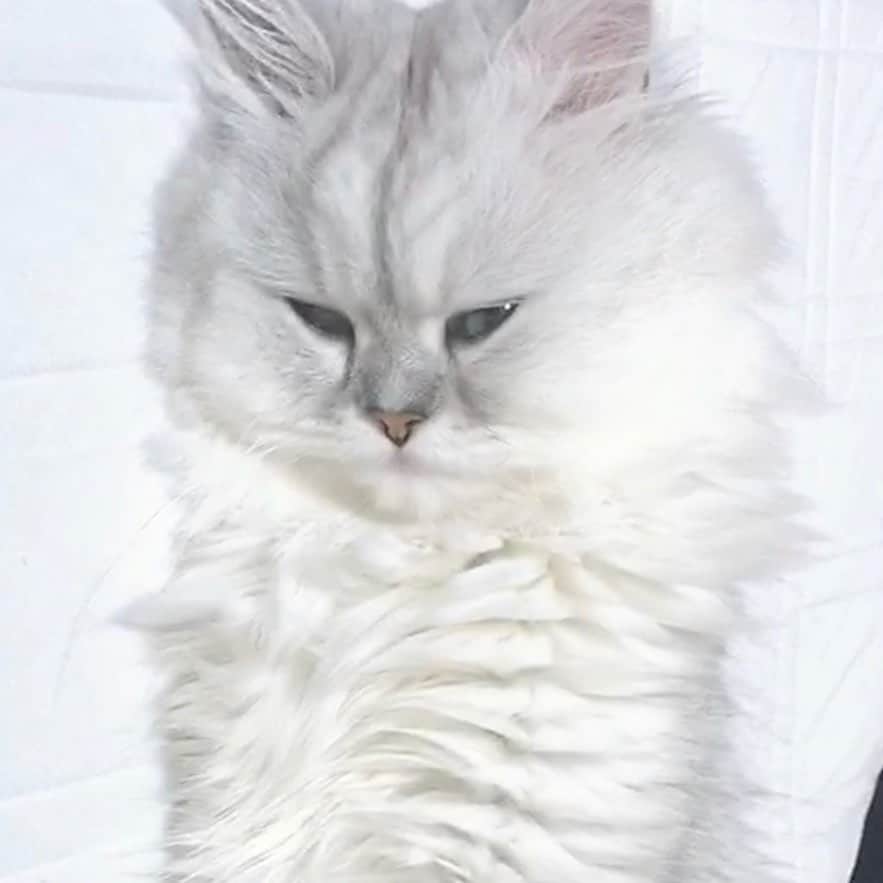河西美希さんのインスタグラム写真 - (河西美希Instagram)「寝顔がヤバイのは飼い主似。 #ペルシャ猫 #チンチラシルバー #ねこすたぐらむ #ねこさん #ふぉーさん #CAT #ネッコ #寝顔 #白目 …？ #ヤバみ」9月19日 18時04分 - mikipon1111