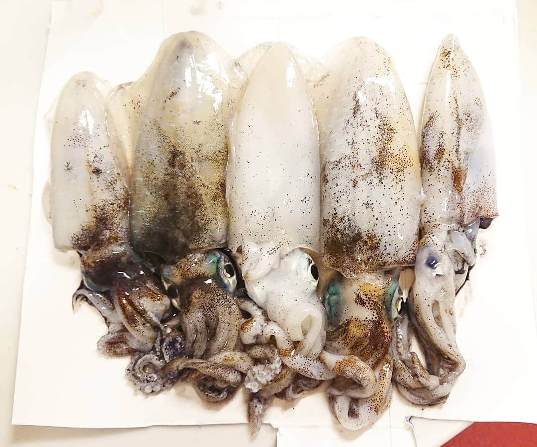 伊勢みずほさんのインスタグラム写真 - (伊勢みずほInstagram)「この前 釣ったアオリイカ🦑 一夜干しにしたよ🦑  七味マヨネーズをつけて。。。 秋の晩酌  最高です😂😂💘 #アオリイカ #アオリイカ釣り #エギング #釣り #釣り女 #釣りガール #釣り好きな人と繋がりたい #冷蔵庫で #簡単 #簡単レシピ #一夜干し #アオリイカ料理 #イカ #イカ料理 #美味しい #感謝 #海の恵み #伊勢みずほ」9月19日 18時05分 - isemizuhoo