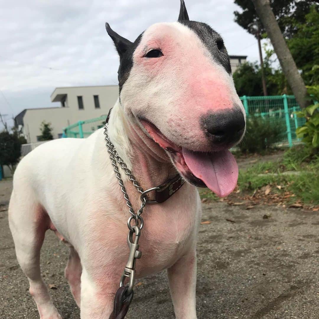 のインスタグラム：「#minituru#bull#terrier#minibullterrier#miniturubullterrier#dog#dogstagram#cute#qtaro#love#family#ミニチュア#ブルテリア#ミニチュアブルテリア#Q太郎」