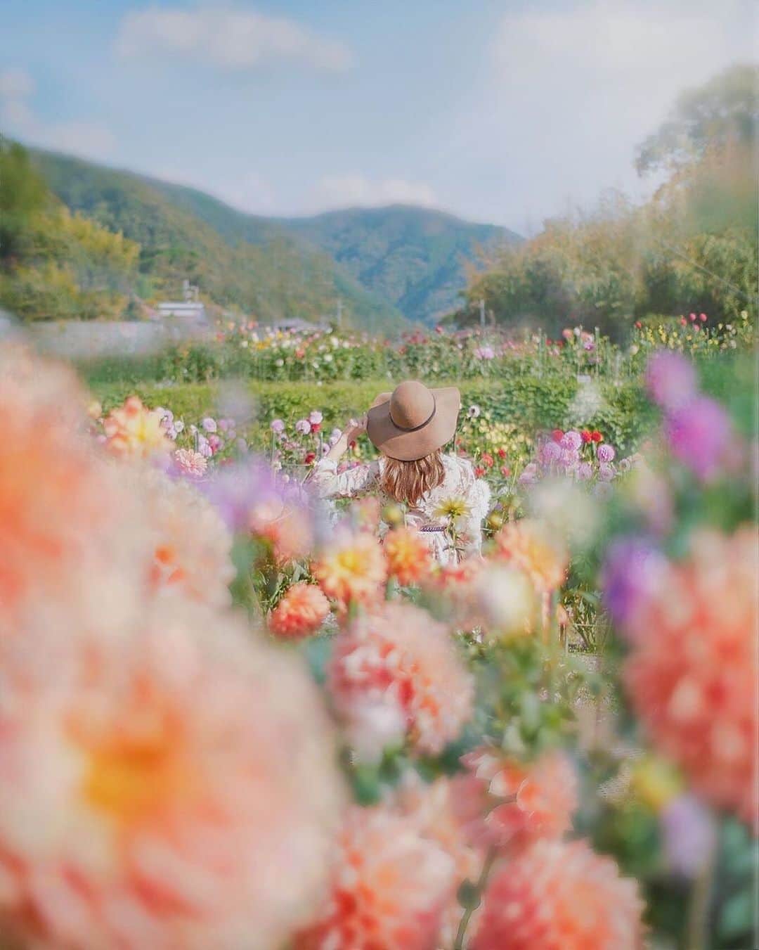 タビジョのインスタグラム：「こんばんは😊 本日の「#タビジョ」はこちら💕 ＊＊＊＊＊＊ 📸@lulu_camera さん 🚩兵庫県川西市「黒川ダリヤ園」 まぁるいポンポンみたいな﻿ お花がいっぱい💕﻿ 黒川ダリヤ園では約400種類の﻿ ダリアを見ることができるよ😊﻿ ﻿ Location▫︎兵庫県川西市﻿ ﻿﻿＊＊＊＊＊＊ ダリアの花かわいいですね😍💕 秘密の花園感が女心をくすぐります✨🥺 ＊＊＊＊＊＊ #タビジョ #タビジョと繋がりたい」