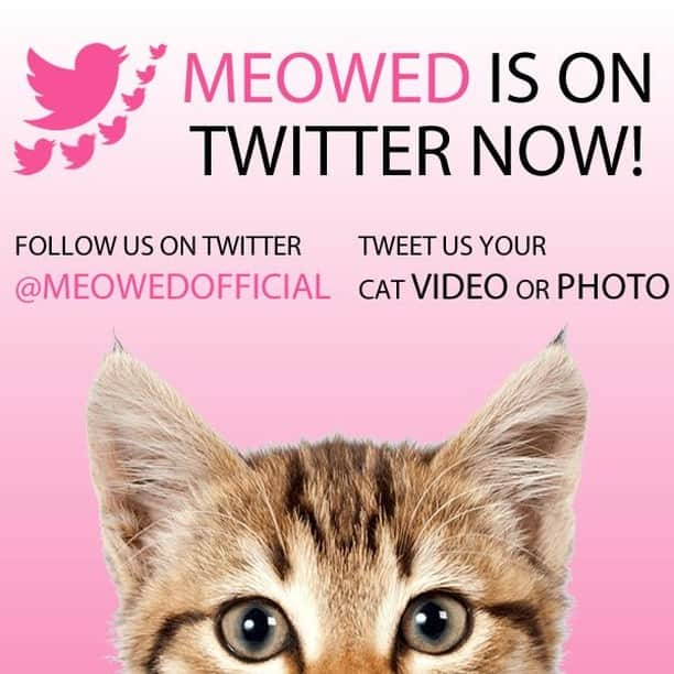 Aww Clubさんのインスタグラム写真 - (Aww ClubInstagram)「We're now accepting submissions on twitter now 🐾⠀ ⠀ Join now and get a chance to be featured by @9GAG⠀ ⠀ #meowed #meowedofficial #meowedontwitter #meowedTW #joinnow #loveyouall」9月19日 18時33分 - meowed