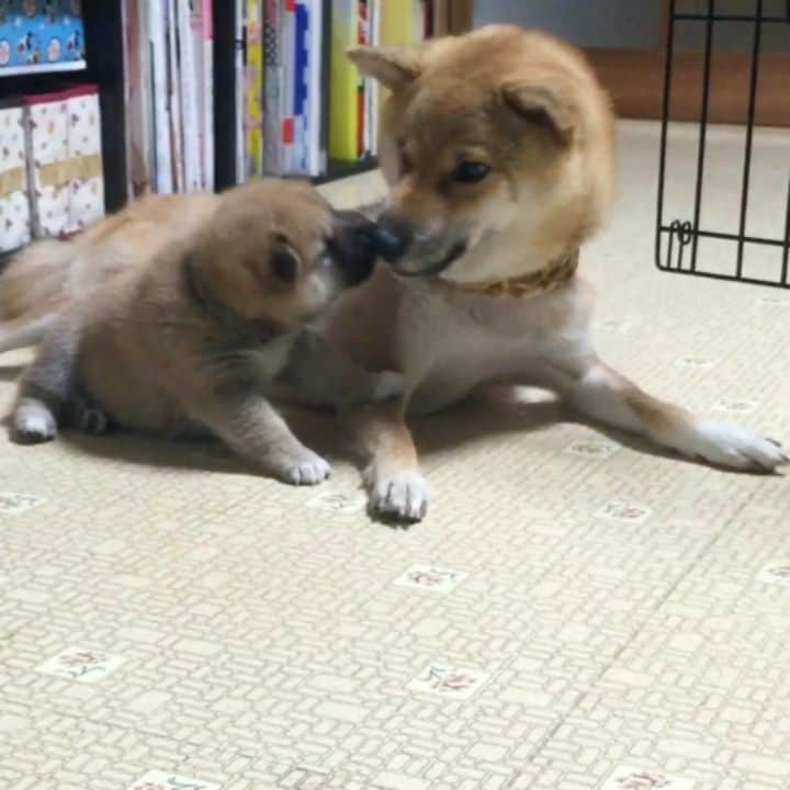 柴犬たま Shibainu Tamaのインスタグラム