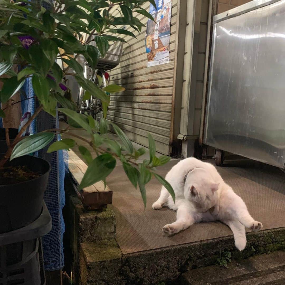 宙也さんのインスタグラム写真 - (宙也Instagram)「花屋のシロちゃん。」9月19日 18時46分 - chuya_aquarius