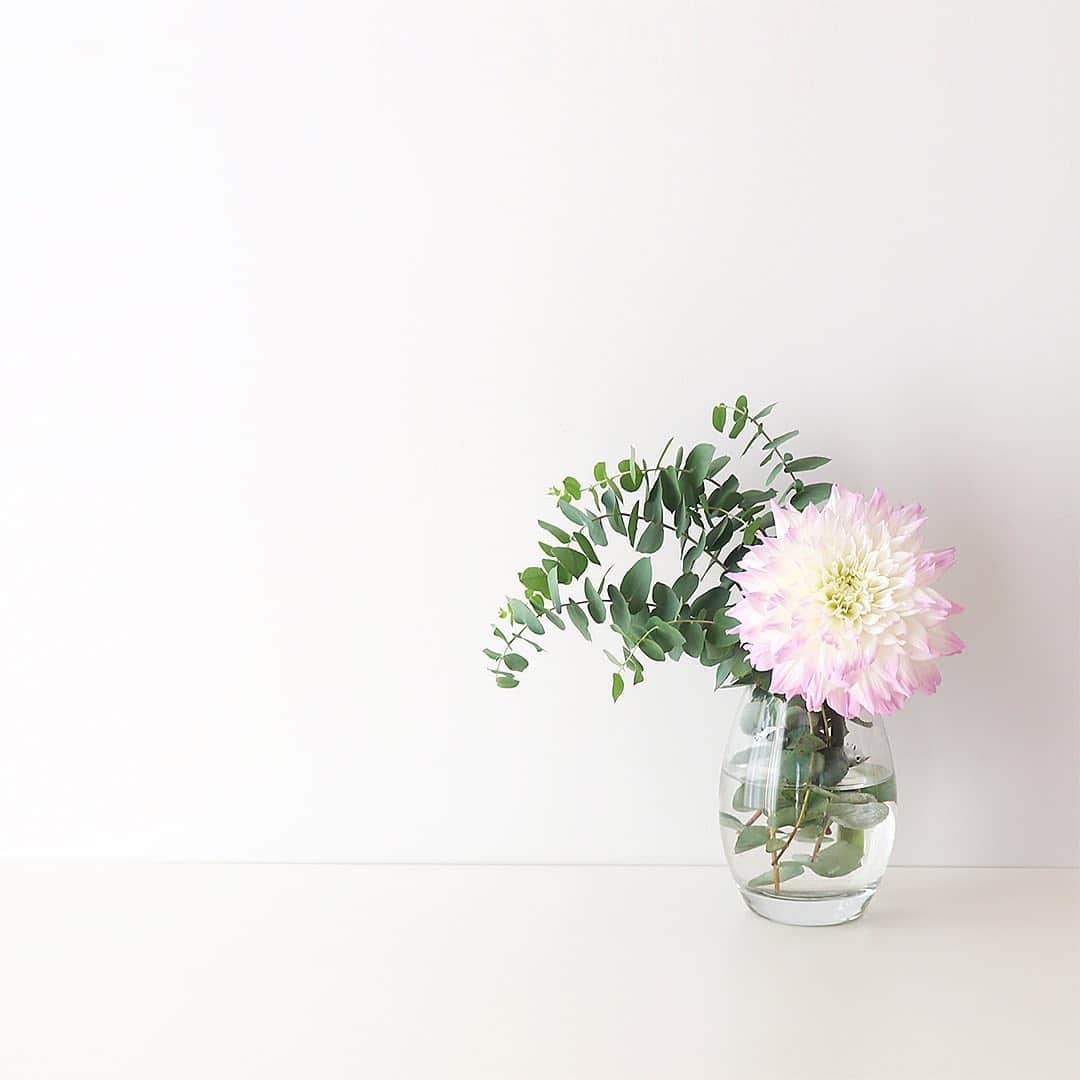 のインスタグラム：「9月中旬になると、街にも秋ムードが漂いますね🍂 ⠀⠀ 今回ご紹介する花は #ダリア 。 秋の花の代表格で、何枚にも花びらを重ねて大きな花を咲かせ、美しく存在感のある花。 フランス皇帝ナポレオン一世の妻ジョセフィーヌが愛した花としても知られているのだそう。 ⠀⠀ 花言葉は、『華麗』『優雅』『気品』などがあり、花の色によっても異なるようです。また一方で『裏切り』『移り気』といった花言葉も。なんとその理由は、ダリアの美しさをめぐる争いごとが昔あったことに由来するとか。 ⠀⠀ 秋といえば、暑い夏に太陽の恵みをいっぱい受けた植物たちが実をつける、#実りの秋 でもありますね。植物の恵みを頂いて季節の変わり目も元気に過ごそう✨🌿 ⠀⠀ As we move into September we slowly get into Autumn mood. The flower of the month is the Dahlia. A common representative of autumn flowers, it is a flower carrying great presence, with many petals piled up to create a large flower. ⠀⠀ It is also known as the flower loved by Josephine, the wife of the French emperor Napoleon I. In flower language is means “brilliant”, “elegance”, and “dignity”. Other words also describe it with words such as “Betrayal” and “Transition”. The underlining reason originates from a battle that was born from the beauty of Dahlia a long time ago. ⠀⠀ In Autumn, plants that have received the blessings of the hot sun will start to bear fruit. Enjoy the abundant season to the fullest. ⠀⠀ #BOTANIST #ボタニスト #botanisttokyo #ボタニストトウキョウ ⠀⠀ 🗼@botanist_tokyo 🌍@botanist_global 🇨🇳@botanist_chinese 🇰🇷@botanist_korea」