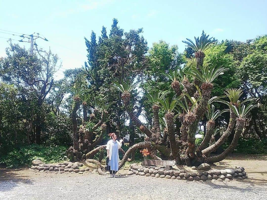 出雲阿国さんのインスタグラム写真 - (出雲阿国Instagram)「開運ずもトラベル 八丈島の思い出 「優婆夷宝明神社 うばいほうめいじんじゃ」様。  八丈島で大切にされてる 子宝や安産、商売繁盛の 神社です。  ご神木のソテツが まるで ヤマタノオロチみたいな 龍の形❤️ ソテツは 邪気払いの木。 こんな立派なソテツさんは 見た事が無かったから 大興奮❤️ まるで、龍と話せる人みたいに 撮ってー！！w  と、撮ってもらった一枚。  #八丈島 #伊豆諸島 #パワースポット #優婆夷宝明神社 #ソテツ #ヤマタノオロチ #開運ずもトラベル #風水 #ご神木 #旅の思い出」9月19日 19時11分 - izumonookuni