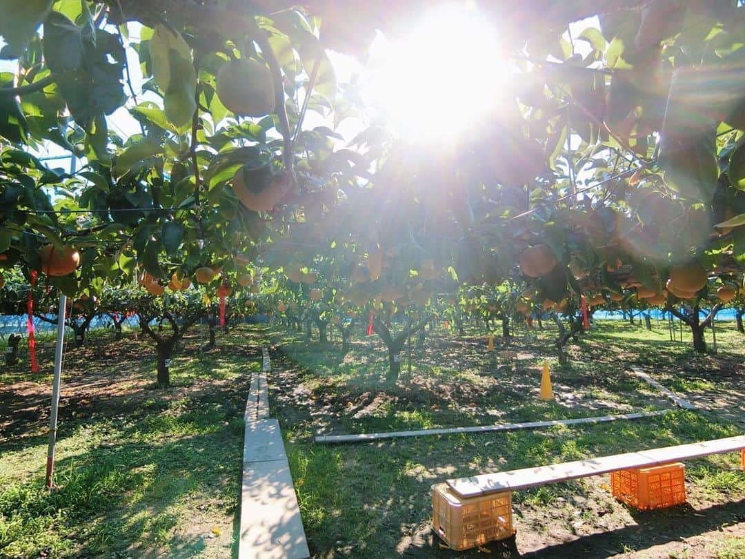 的場絢香さんのインスタグラム写真 - (的場絢香Instagram)「🍐﻿ ﻿ 梨を丸かじり🤤💕💕﻿ ﻿ 福井県あわら市にある﻿ 梨園よねくらでは、﻿ 梨が食べ放題なんです！﻿ ﻿ わたしが行った時期の旬は、豊水。﻿ 梨汁ブシャーでおいしかった〜❤︎﻿ ﻿ 梨狩りは9月30日までです。﻿ ﻿ ________________________________ #石川さん情報liveリフレッシュ  #石川テレビ #旅したがーる #旅行 #福井 #あわら市 #梨 #梨狩り #梨園よねくら #豊水 #秋」9月19日 19時17分 - ayaka_matoba