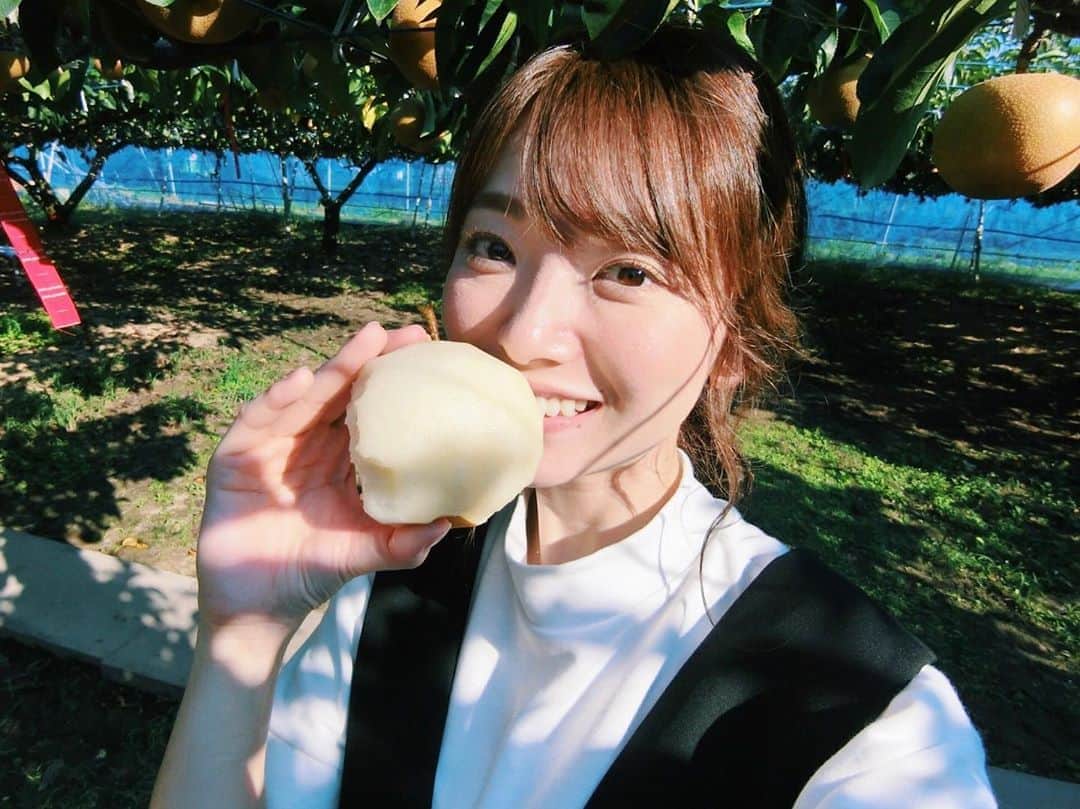 的場絢香さんのインスタグラム写真 - (的場絢香Instagram)「🍐﻿ ﻿ 梨を丸かじり🤤💕💕﻿ ﻿ 福井県あわら市にある﻿ 梨園よねくらでは、﻿ 梨が食べ放題なんです！﻿ ﻿ わたしが行った時期の旬は、豊水。﻿ 梨汁ブシャーでおいしかった〜❤︎﻿ ﻿ 梨狩りは9月30日までです。﻿ ﻿ ________________________________ #石川さん情報liveリフレッシュ  #石川テレビ #旅したがーる #旅行 #福井 #あわら市 #梨 #梨狩り #梨園よねくら #豊水 #秋」9月19日 19時17分 - ayaka_matoba